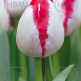 Hectarul - Bulbi de lalea Playgirl, 5 bulbi